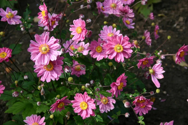 Anemone x japonica 'Pamina' (Herbstanemone)