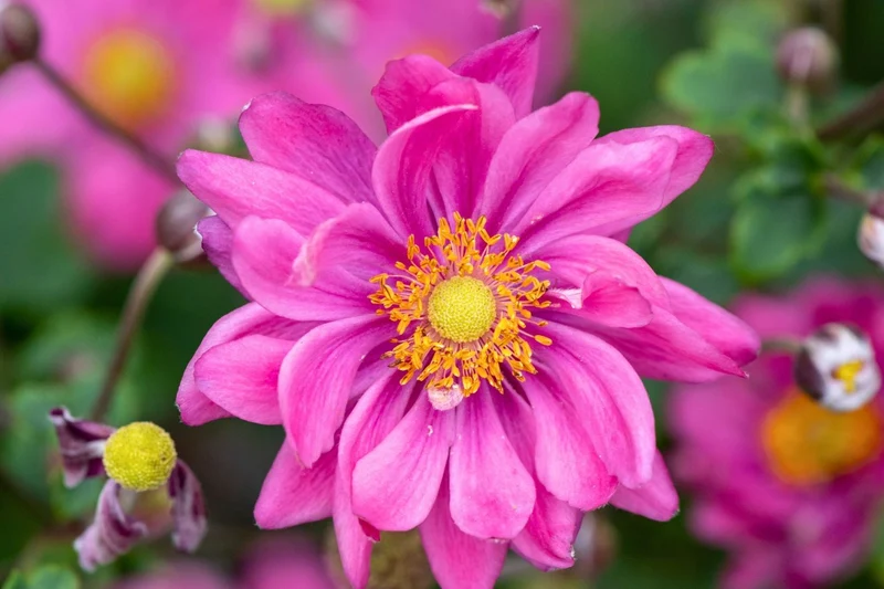 Anemone 'Garden Breeze Rosy Red' ® (Herbstanemone)