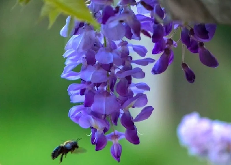 Wisteria sinensis 'Prolific' (Blauregen)