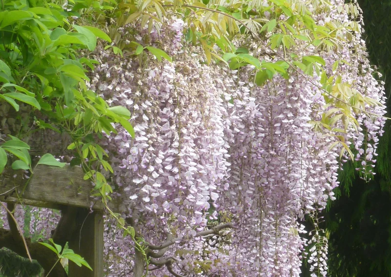 Wisteria floribunda 'Rosea' (Rosa Japanischer Blauregen)