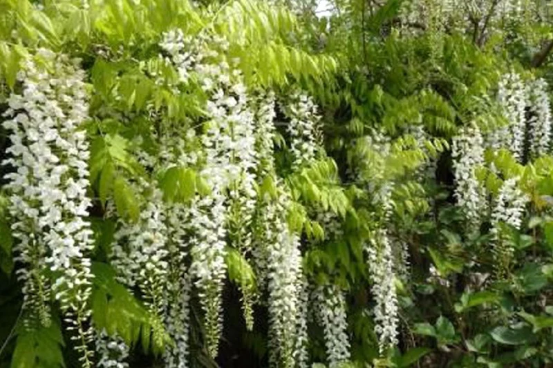 Wisteria floribunda 'Longissima Alba' (Weißer japanischer Blauregen)