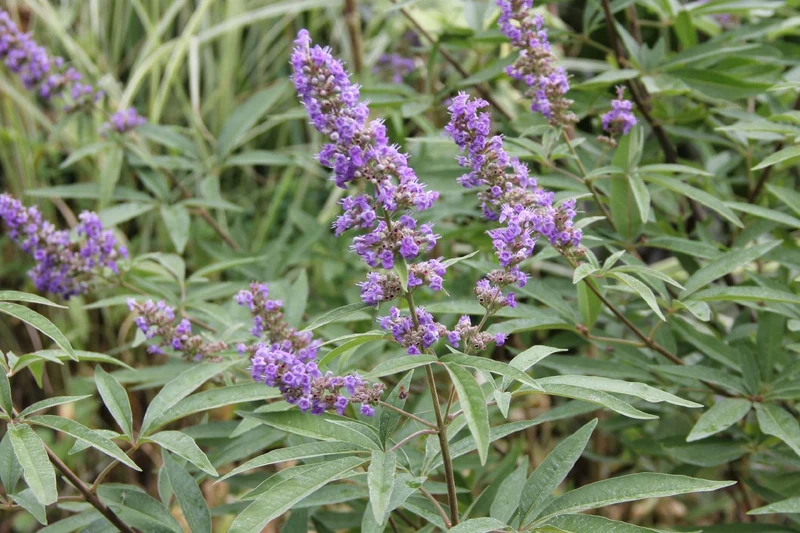 Vitex agnus-castus var. latifolia (Mönchspfeffer)