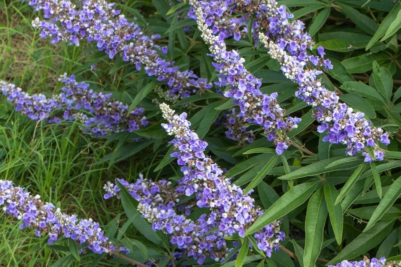 Vitex agnus-castus 'Blue Diddley' ® (Mönchspfeffer 'Blue Diddley' ®)