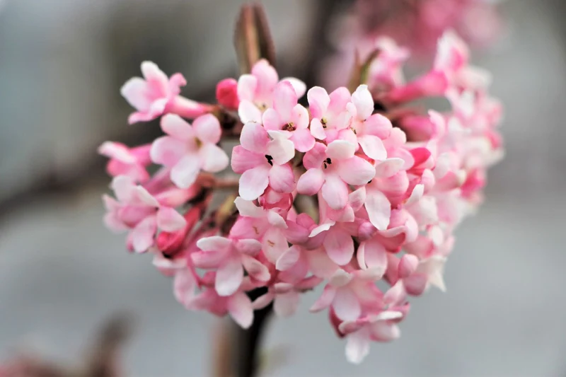 Viburnum x bodnantense 'Dawn' (Duftender Winter-Schneeball)