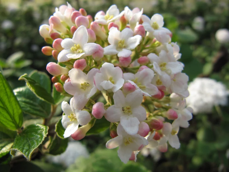 Viburnum carlesii 'Aurora' (Korea-Duft-Schneeball)