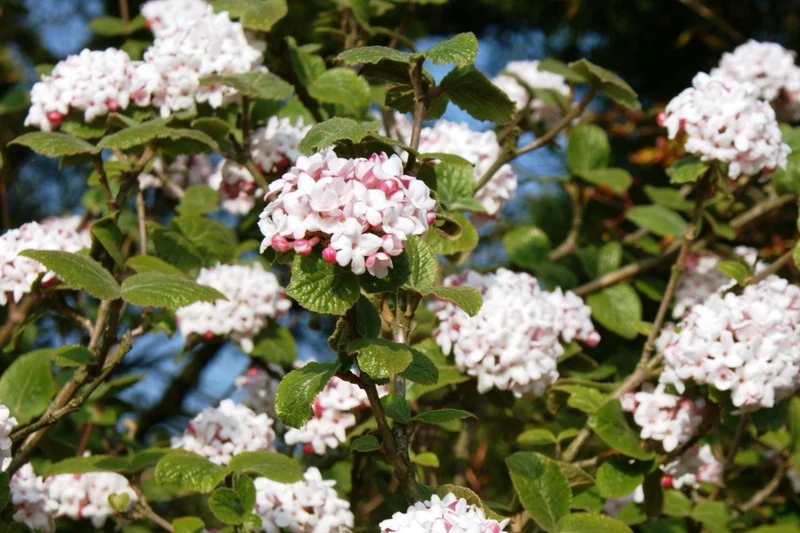 Viburnum carlcephalum (Großblumiger Schneeball)