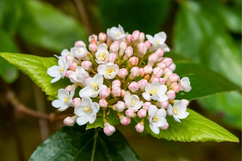 Viburnum burkwoodii (Oster-Schneeball)