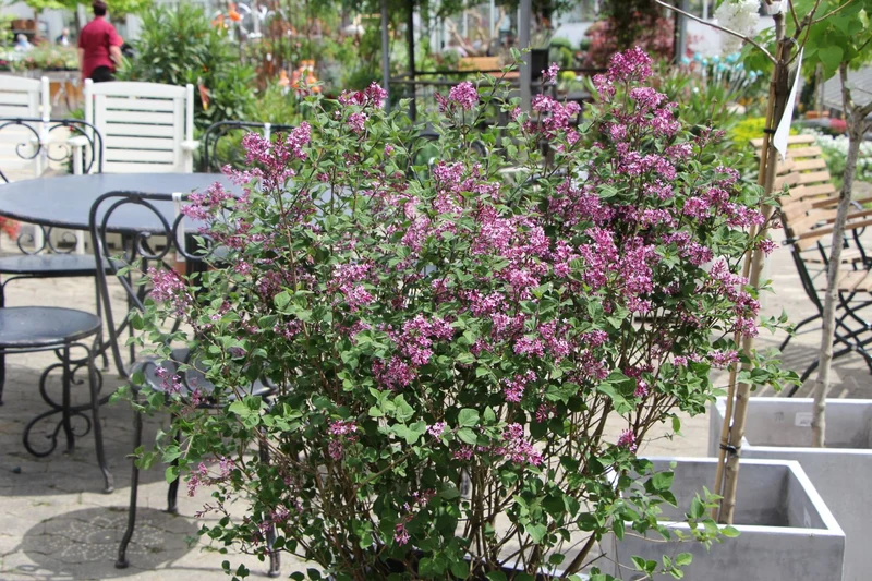 Syringa 'Bloomerang® Dark Purple' (Zwergflieder)