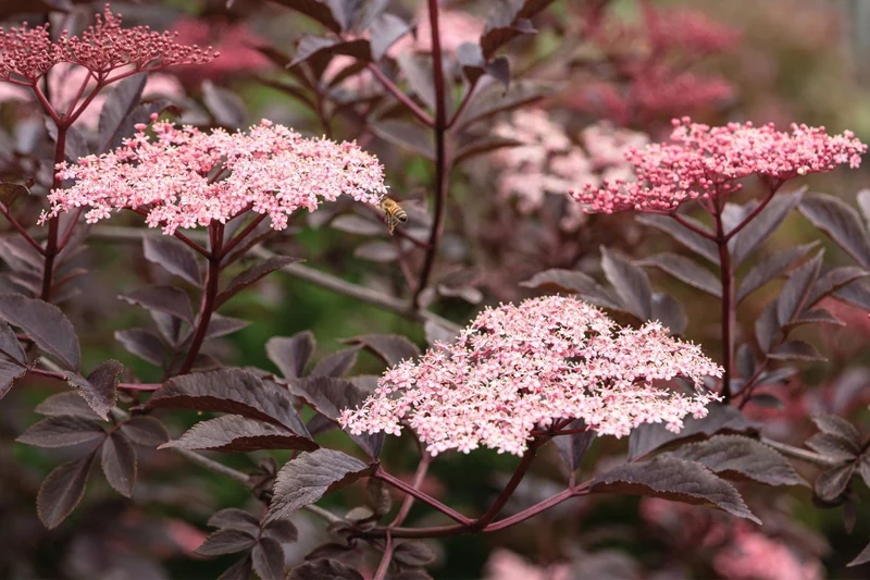 Sambucus nigra 'Black Lace' (rotblättriger Holunder)