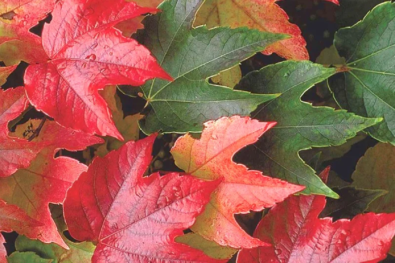 Parthenocissus tricuspidata 'Veitchii' (Jungfernrebe)