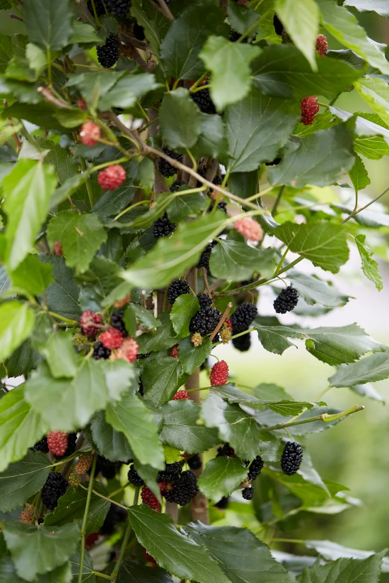 Morus rotundiloba BonBonBerry® Mojo Berry (Zwerg-Maulbeere)