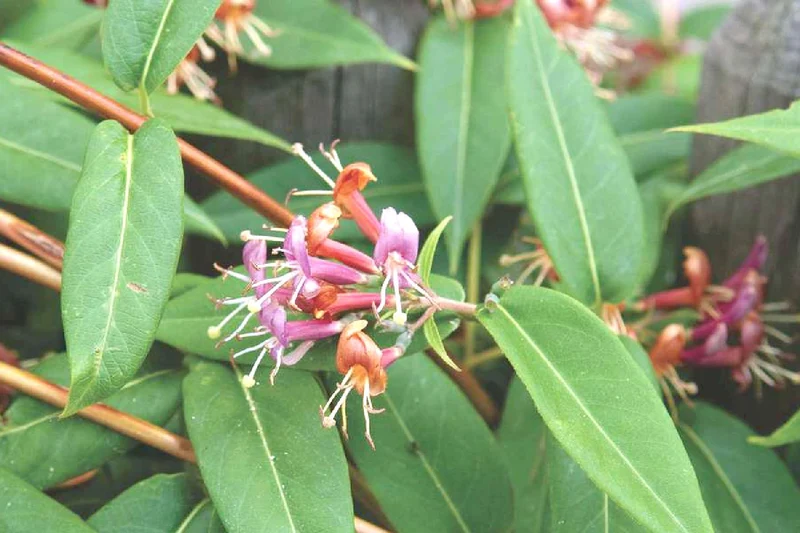 Lonicera henryi (Immergrüne Geißschlinge)