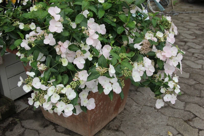 Hydrangea Runaway Bride® 'Snow White' (Girlanden-Hortensie)