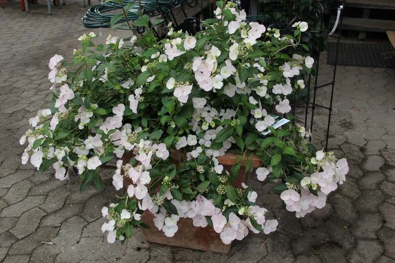 Hydrangea Runaway Bride® 'Snow White' (Girlanden-Hortensie)