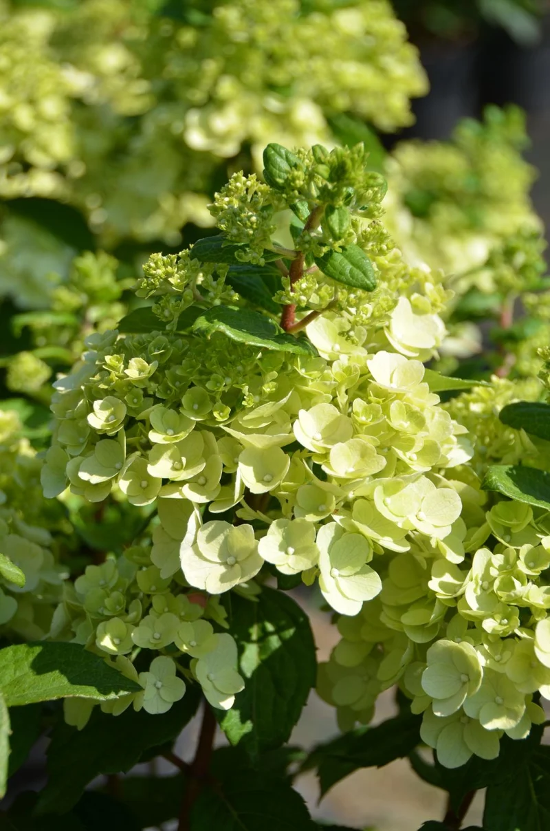 Hydrangea paniculata 'Magical Mont Blanc' (Rispenhortensie)