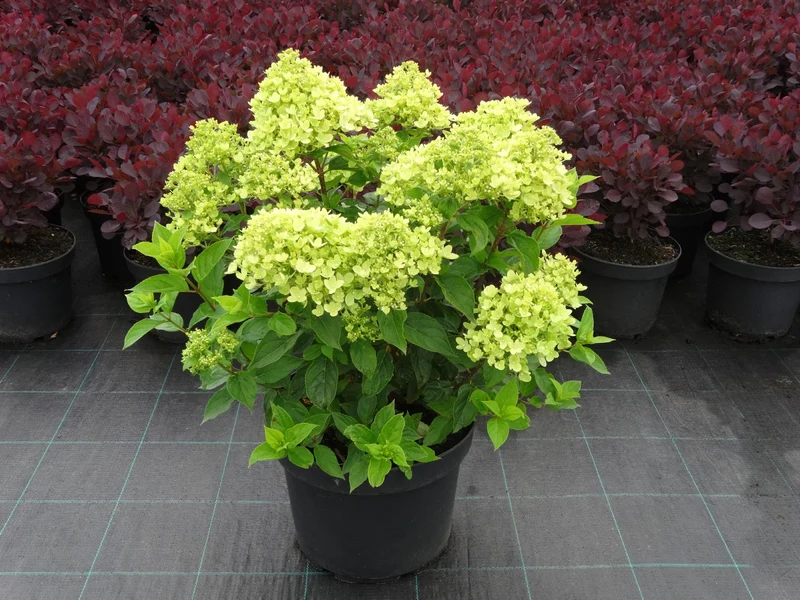 Hydrangea paniculata 'Little Lime' ® (Rispenhortensie)