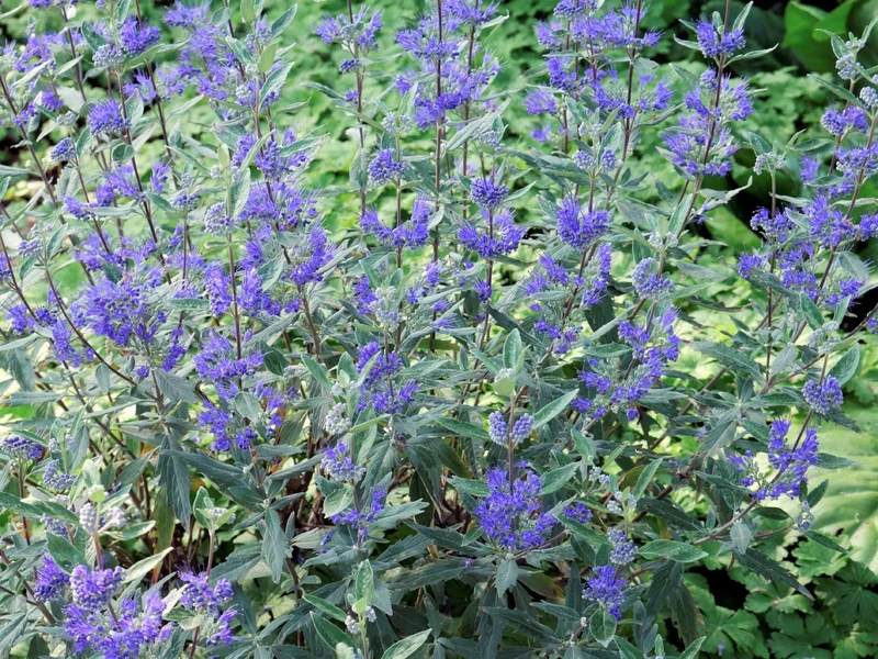 Caryopteris x clandonensis 'Dark Knight' (Bartblume)