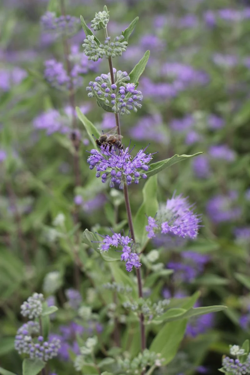 Caryopteris x clandonensis 'Dark Knight' (Bartblume)
