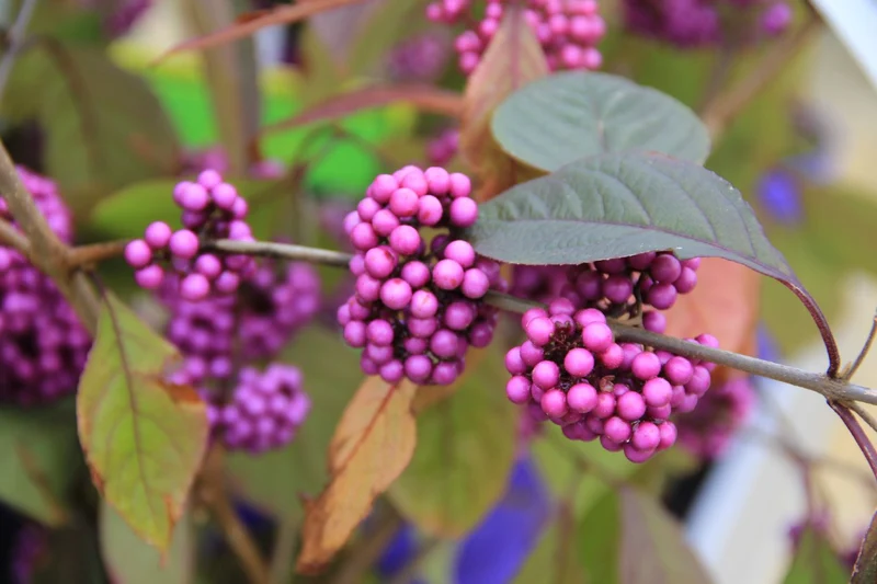 Callicarpa bodinieri 'Profusion' (Schönfrucht; Liebesperlenstrauch)