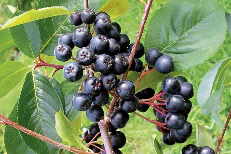 Aronia melanocarpa 'Viking' (Apfelbeere)