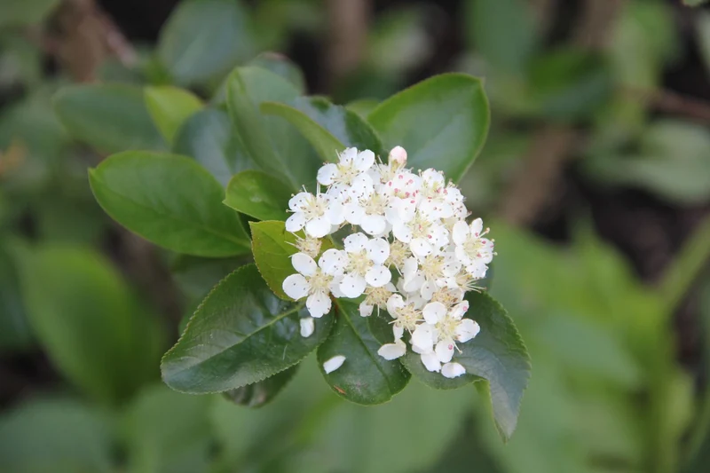 Aronia melanocarpa 'Viking' (Apfelbeere)