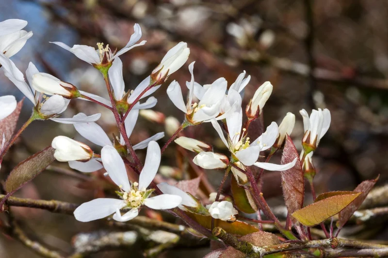 Amelanchier lamarckii (Kupfer-Felsenbirne)