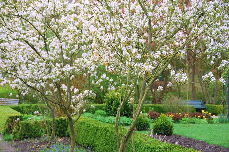 Amelanchier lamarckii (Kupfer-Felsenbirne)