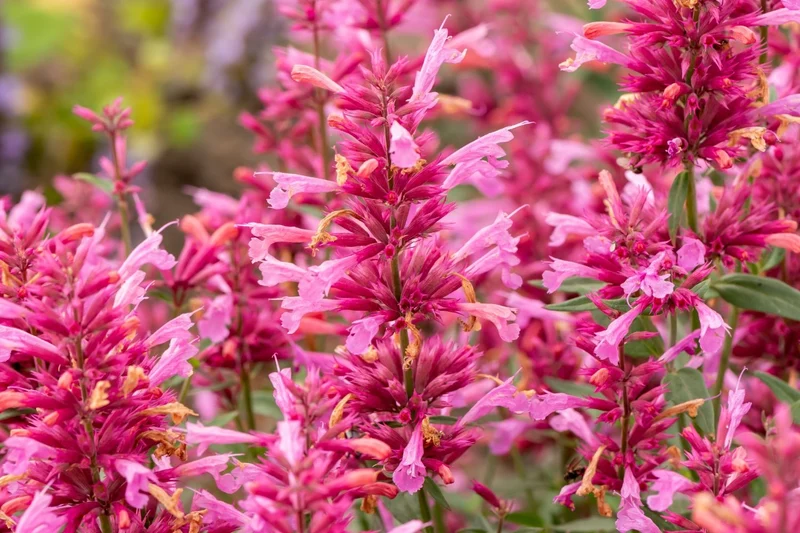 Agastache 'Rosie Posie' ® (Duftnessel)