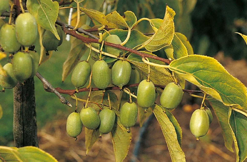 Actinidia arguta 'Issai' (Selbstfruchtende Beerenkiwi)