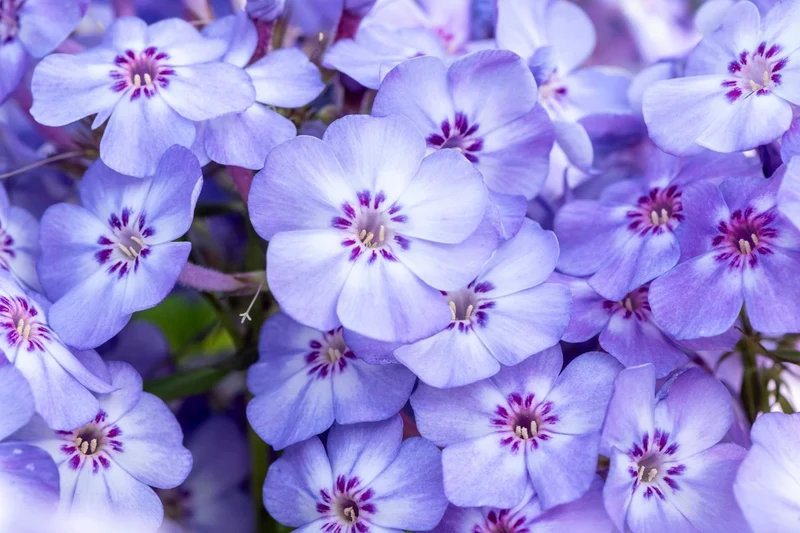 Phlox paniculata 'Blue Dolphin' (Hohe Garten-Flammenblume)