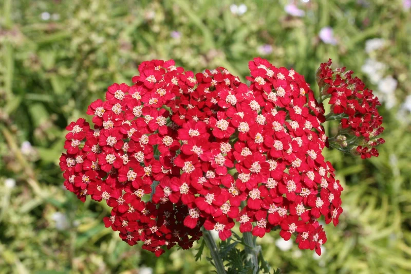 Achillea millefolium 'Paprika' (Schafgarbe)