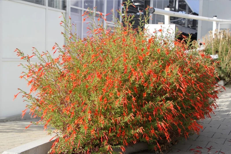Zauschneria californica ssp. latifolia (Kolibritrompete)