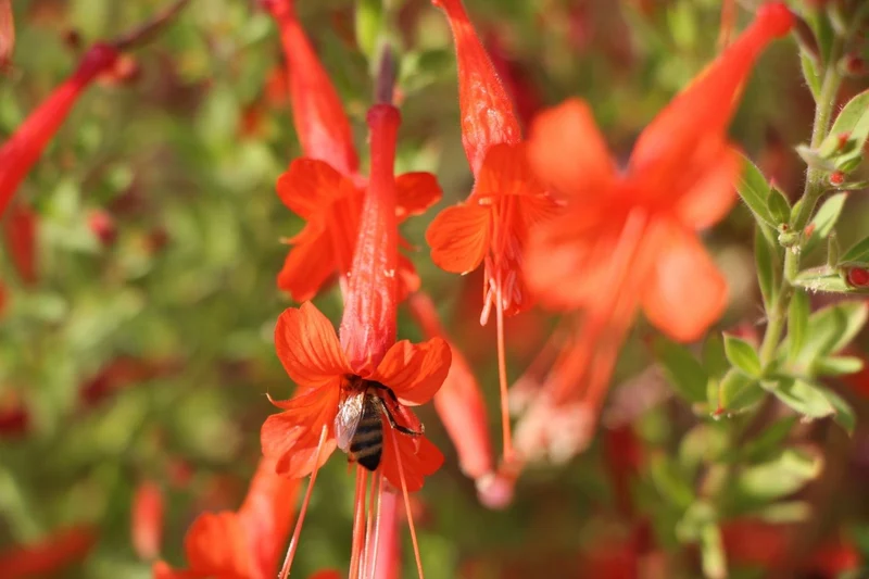 Zauschneria californica ssp. latifolia (Kolibritrompete)