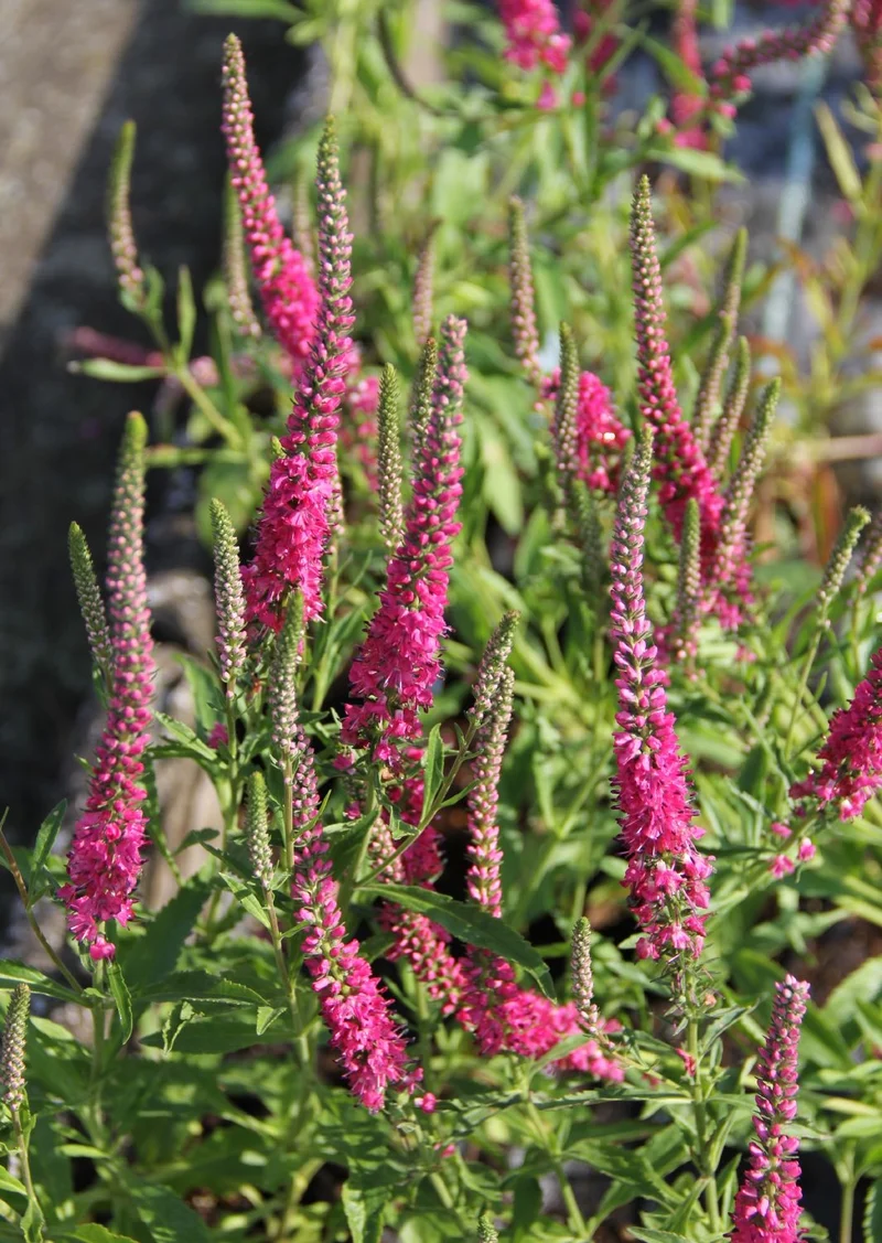 Veronica spicata 'Rotfuchs' (Ehrenpreis)