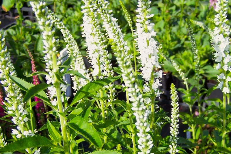 Veronica spicata 'Icicle' (Scheinähriger Garten-Ehrenpreis)