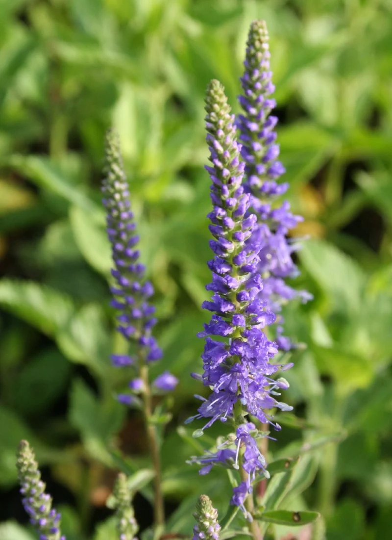 Veronica spicata 'Blauteppich' (Scheinähriger Garten-Ehrenpreis)