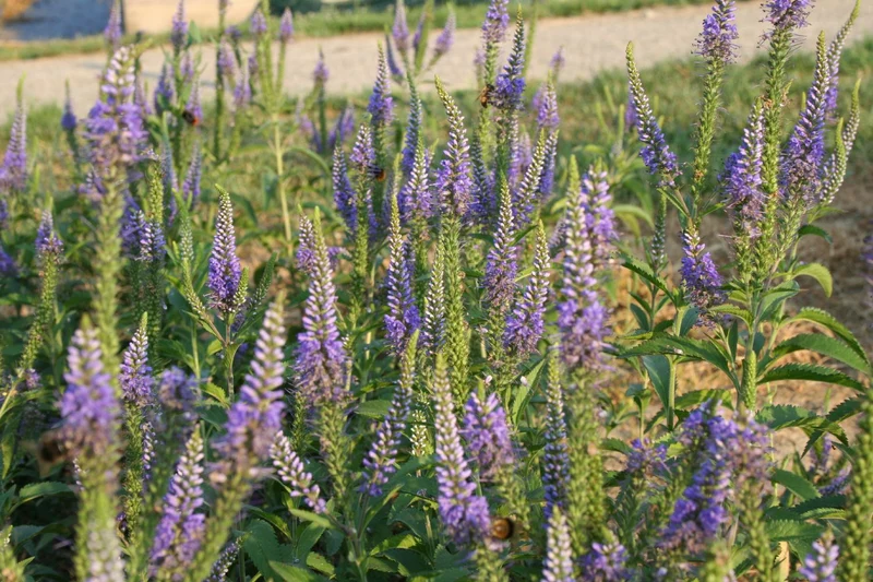 Veronica longifolia 'Blauriesin' (Langblättriger Garten-Ehrenpreis)