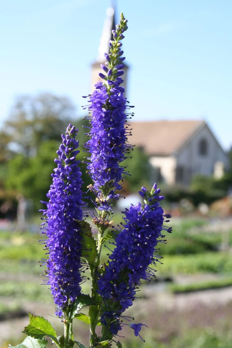 Veronica longifolia 'Blauriesin' (Langblättriger Garten-Ehrenpreis)