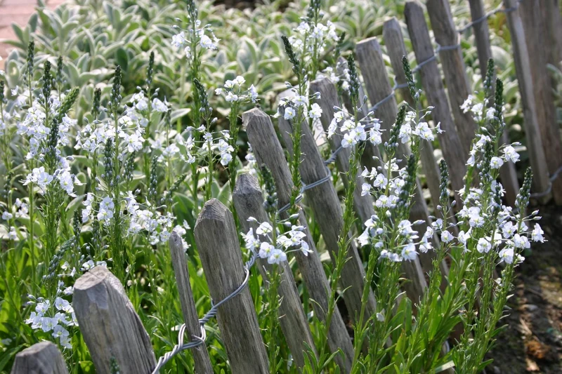 Veronica gentianoides (Enzianblättriger Ehrenpreis)