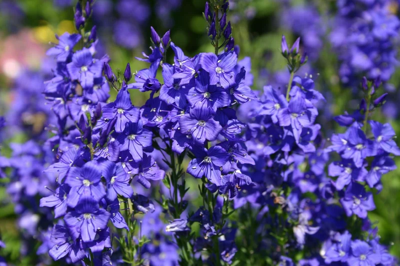 Veronica austriaca ssp. teucrium 'Knallblau' (Ehrenpreis)