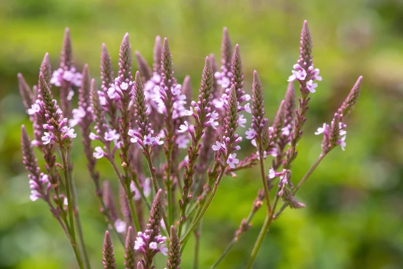 Verbena hastata 'Pink Spires' (Lanzen-Eisenkraut)