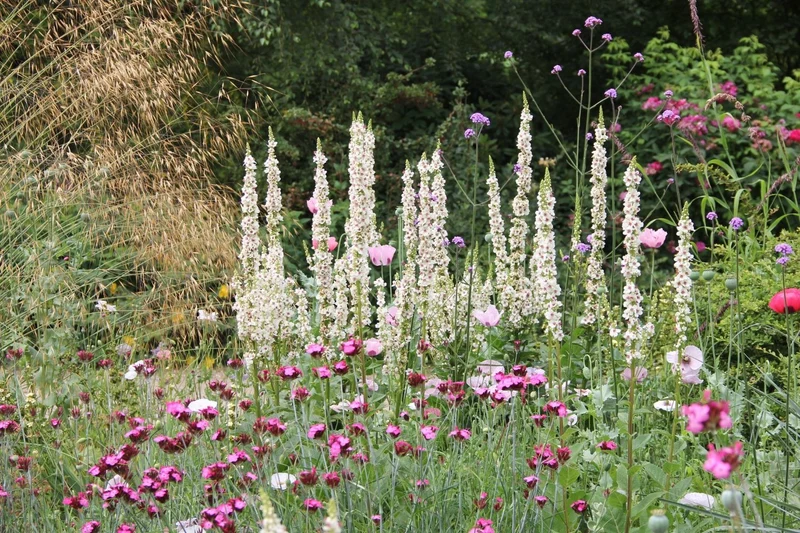 Verbascum chaixii 'Wedding Candles' (Königskerze)