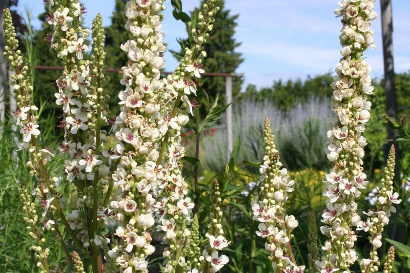 Verbascum chaixii 'Wedding Candles' (Königskerze)