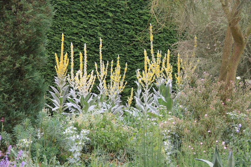Verbascum bombyciferum (Seidige Königskerze)
