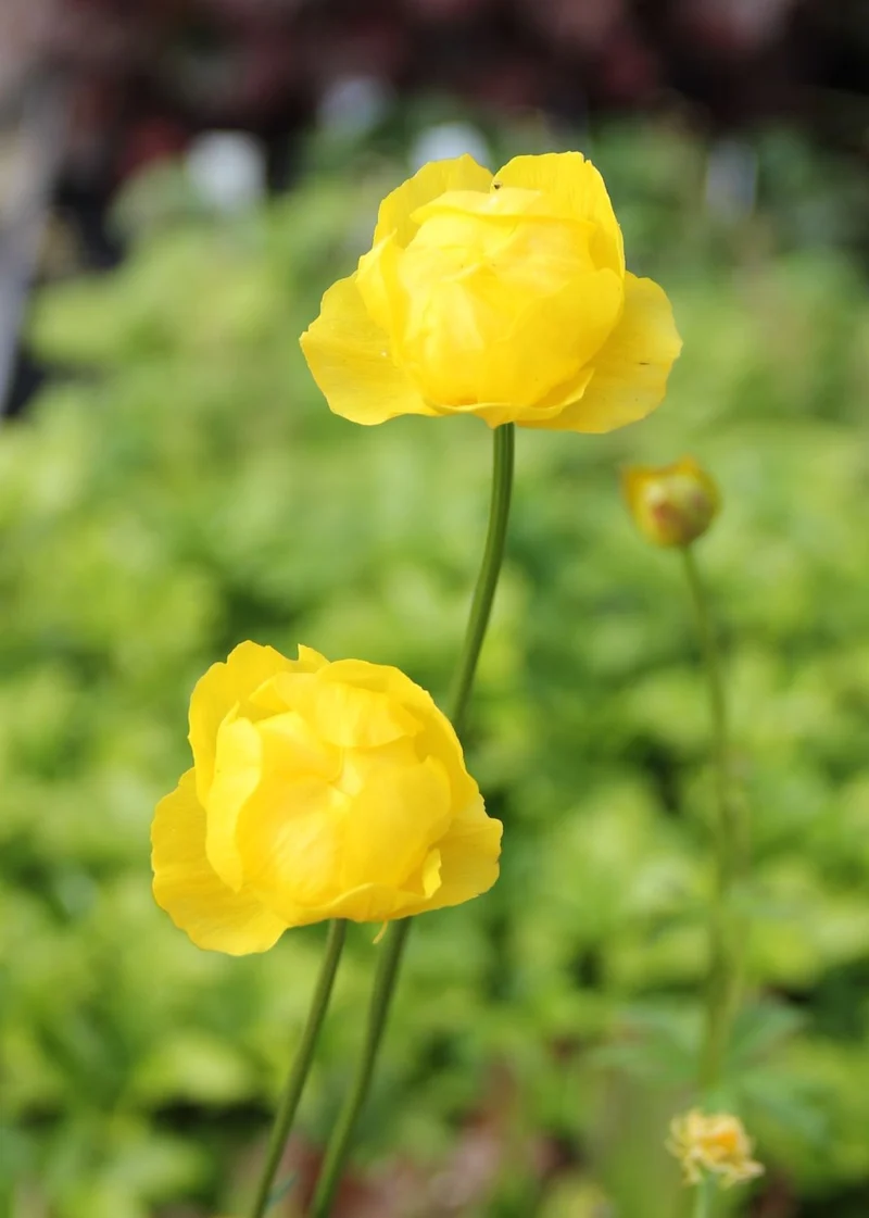 Trollius europaeus (Europäische Trollblume)