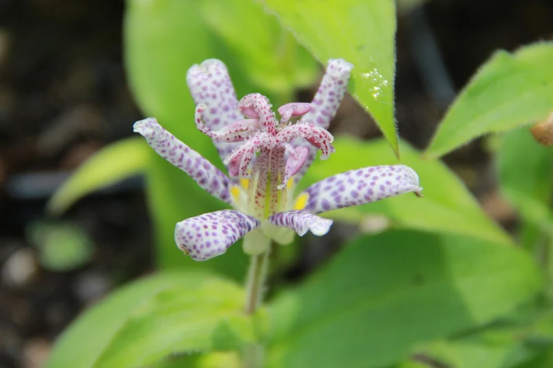 Tricyrtis hirta (Japanische Krötenlilie)