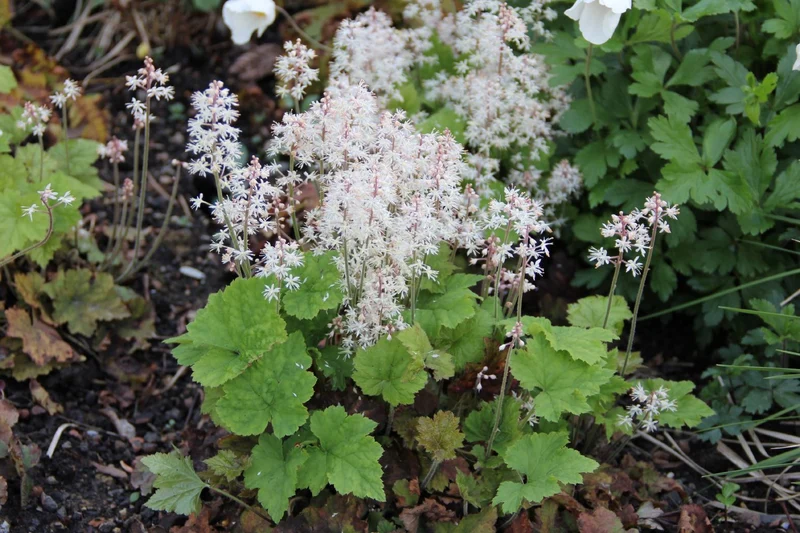 Tiarella cordifolia (Herzblättrige Schaumblüte)