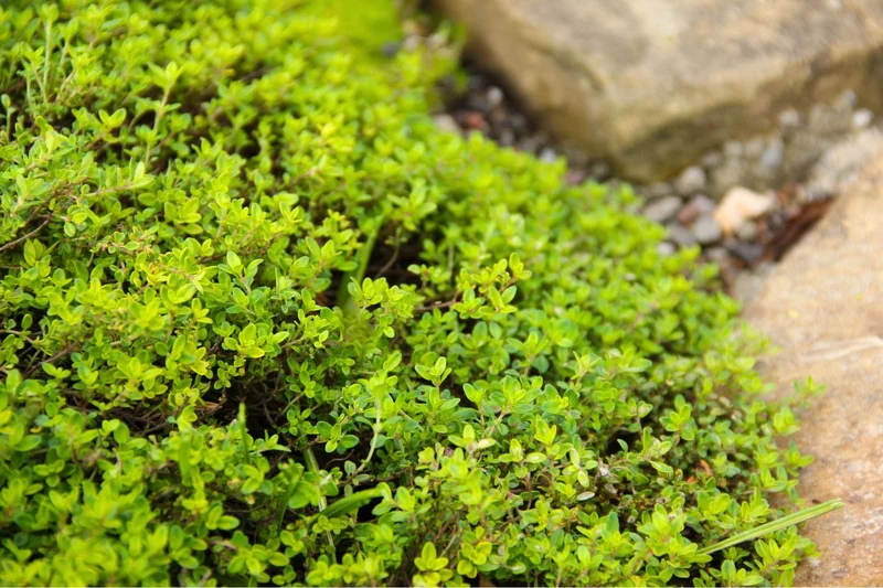 Thymus x citriodorus 'Aureus' (Zitronen-Thymian)