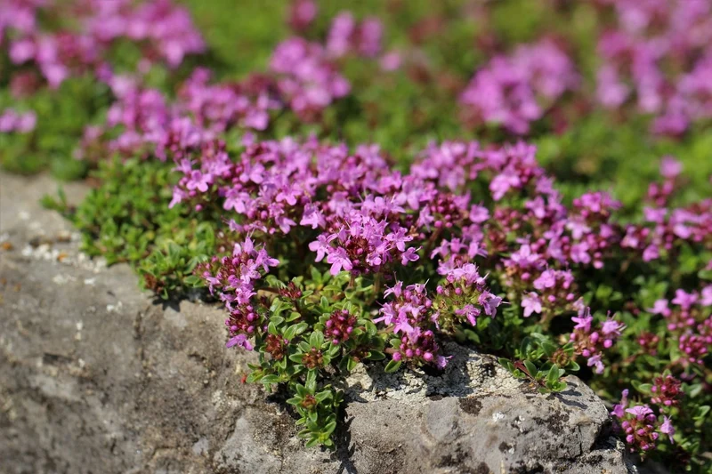 Thymus serpyllum 'Magic Carpet' (Sand-Thymian)