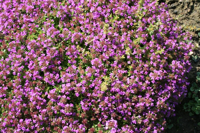 Thymus serpyllum 'Coccineus' (Sand-Thymian)